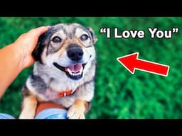 Hidden Ways Dogs Say "I Love You"