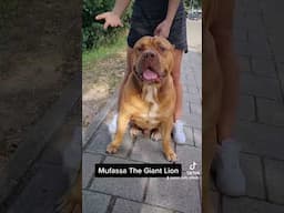 Mufassa the Lion