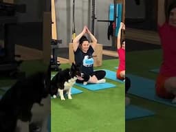 ANJING IKUT YOGA!!! Anjing pintar yg membuat semua orang menyukainya