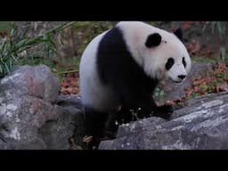 #DCPandas: Giant Panda Qing Bao in Autumn