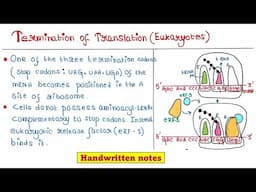 Translation in Eukaryotes | Termination