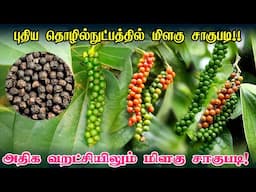 வறட்சியிலும் மிளகு சாகுபடி அசத்தும் நாமக்கல் விவசாயி | Pepper cultivation in tamilnadu