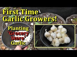 Planting Garlic in Containers the Easy Way (Simplified Planting & Budget Friendly)