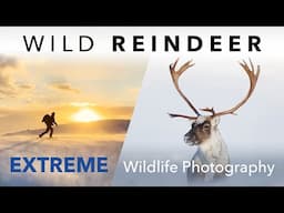 Extreme Wildlife Photography and Winter Camping ⎸ Wild Reindeer