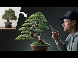 Restoring a Neglected Chinese Juniper Bonsai