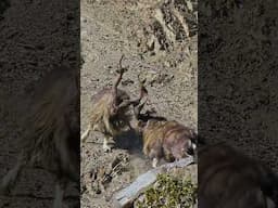 The IlUltimate Mountain Goat - Markhor #markhor #wildlife #nature #mountaingoat #goat #animals