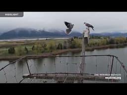 Osprey & Canada Goose | Rogers Place Nest Camera | 2024 Highlights