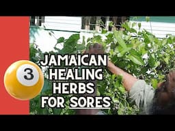 3 Jamaican Healing Herbs for Sores / Earth's Medicine