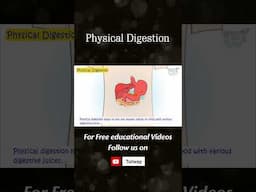 Human Digestive System | Physical Digestion | Process of Digestion | Science