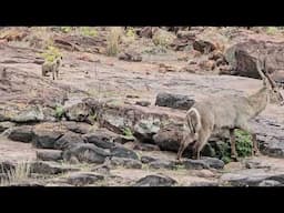 Waterbuck Bull and Hyena encounter on the rocks | Kruger Park Wildlife sighting. #wildlife #safari