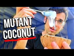 What a mutant coconut tastes like - MACAPUNO