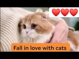 Why people fell in love with cats | Urdu |Hindi