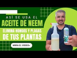 ¡Aceite de neem para plantas!