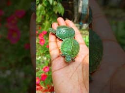 Turtles Unboxing | Red Eared Slider Turtles Unboxing #redearedsliderturtle #redearedsliderturtles