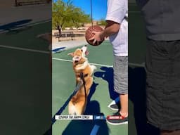 🏀 Basketball with Short Legs - No Problem 🤪 #nba #shorts  #corgipuppy