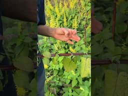 Salvia madrensis 'Red Neck Girl' - giant salvia for the fall garden #plants #perennials #shorts