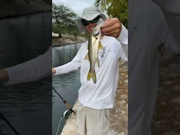 Micro Snook On The Fly!