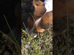 Rocko feasting on wild blueberries in Alaska #jackrussellterrier