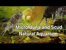 Natural Microfauna Aquarium - Scud and Isopod Tank