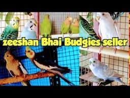 Zeeshan Budgies Parrots Seller Sitarganj