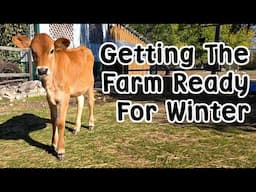 Getting the farm ready for winter -  Fran the calf goes home