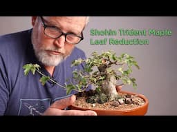 Bonsaify | Trident Maple Summer Maintenance: Deciduous Bonsai Shohin Development