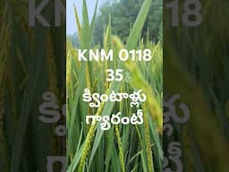 #farming #agriculture knm0118 paddy variety