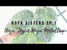 Hoya Sisters Ep.1 - Hoya 'Joy' and Hoya 'Metallica'