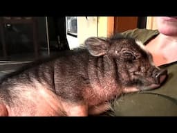 Rescue pig has sweetest reaction to hugs