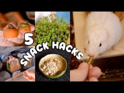 5 Must Know Snack Hacks For Hamsters