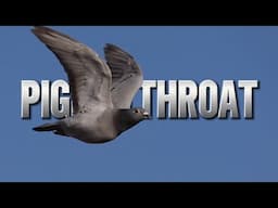 Pigeon throat - Keel / Motor - Facts or Theory