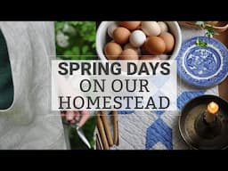 Busy Spring Days on Our Homestead | Gardening, Chickens, Planting Herbs (Mostly Silent Vlog)