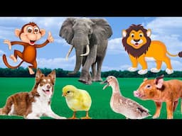 Baby Animals Moments: Elephant, Chicken, Duck, Cat, Zebra - Animal Sounds.