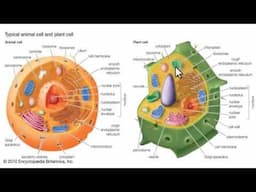 Organuli cellulari struttura e funzione.