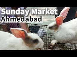 Kittens and Rabbits Market Ahmedabad | Price update, Care and Breeding Tips