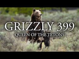 GRIZZLY 399 - A Tribute