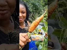 I credit the bat guano for these 🥕 🥕 #shorts #gardening #viralvideo #home #food #fruit