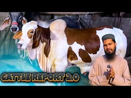 BARI TABDEELI Aane Wali Hai | Cattle Report 2.0 | AQ Cattle Farm