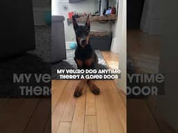 Don't you shut that #dog #funny #puppy #doberman #dobermanpinschers #dobermanpuppy #dogsfunny