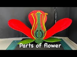 Parts of flower 3d model science project for #biology  #diy nakulsahuart