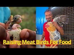 Raising Birds For Meat - தினசரி இறைச்சி முட்டை தேவையை பூர்த்தி செய்யும்  காடை கோழி வாத்து