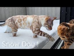 My Bengal Cats First Time In The Snow!