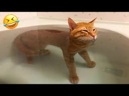 Funniest Animals 2024 😆 Best Funny Cats and Dogs Videos 😻🐶 Part 30