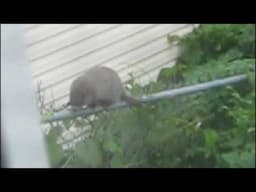 Ground Hog Caught in the Garden Balancing Act !