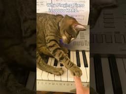 WHY PIANO IS IMPOSSIBLE!... #pets #cats #funnymoments