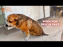 You Almost Never See THIS Until Its Too Late - Abused Dog Failed By Dog Rescue!