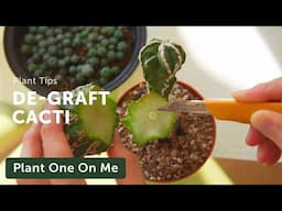 DE-GRAFTING CACTI Demo — Ep. 399