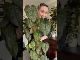 philodendron majestic love