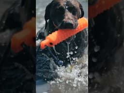 Drain the swamp #waterretrieving