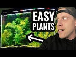 My Top 10 Easy Beginner Aquarium Plants